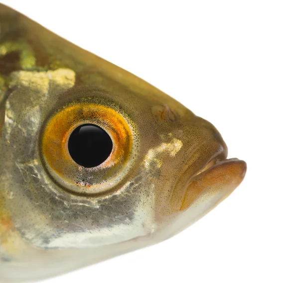 Close-up of a Common roach's head, Rutilus rutilus, isolated on — Stock Photo, Image