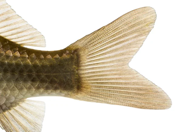 Close-up van een Kroeskarper caudal fin, carassius carassius, is — Stockfoto