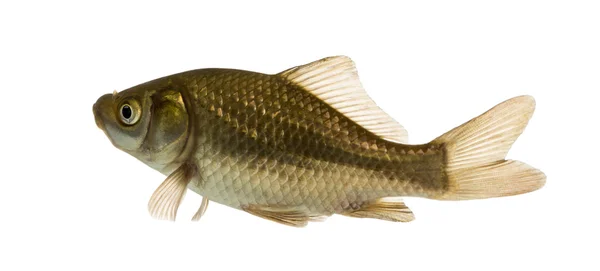 Crucian carpa natação, Carassius carassius, isolado em branco — Fotografia de Stock