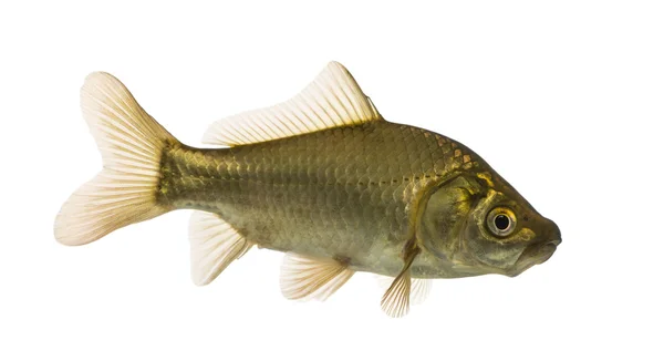 Crucian carp swimming, Carassius carassius, isolated on white — Stock Photo, Image