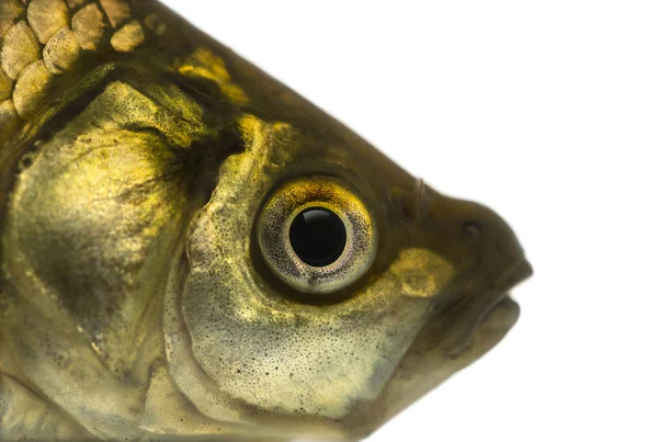 Izole bir havuz balığı'nın baş, carassius carassius Close-Up — Stok fotoğraf