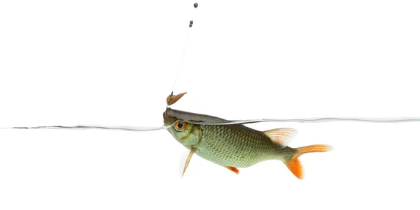 Common roach under water caught on a hook, Rutilus rutilus, isol — Stock Photo, Image