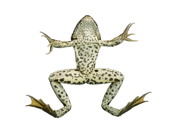 Čelní pohled jedlá žába plavání na povrch, pelophy — Stock fotografie