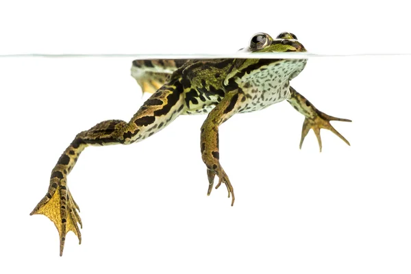 食用蛙游泳在表面，从下面看 pelophyl — 图库照片