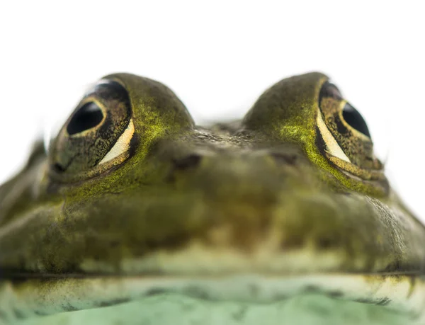 Primo piano di un fronte Rana commestibile, Pelophylax kl. esculentus, è — Foto Stock