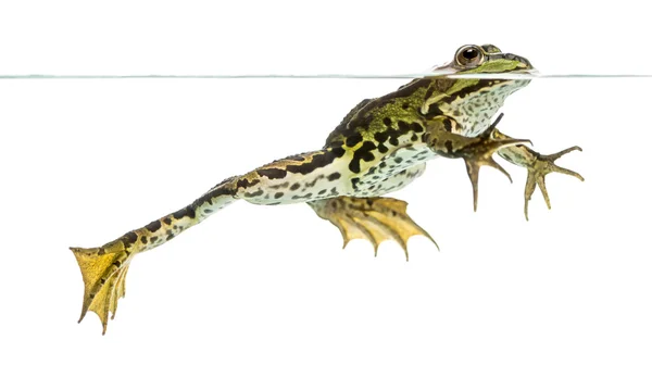 Side view of an Edible Frog swimming at the surface of the water — Stock Photo, Image