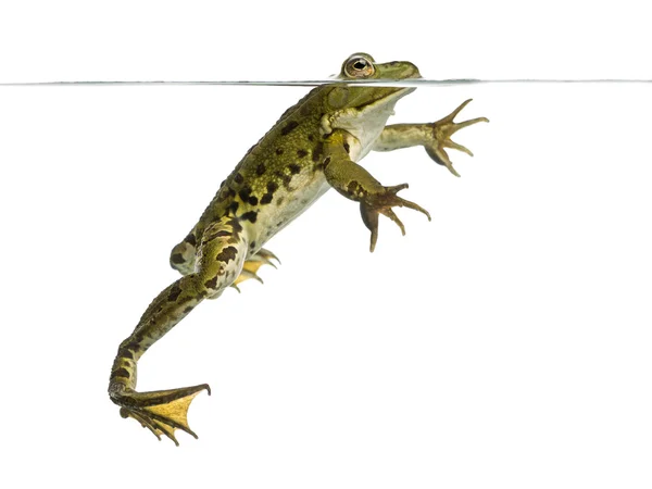 Side view of an Edible Frog swimming at the surface, Pelophylax — Stock Photo, Image