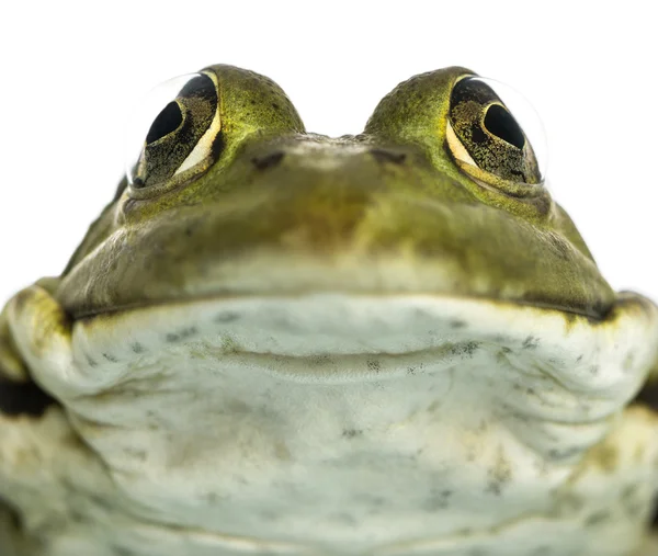 面对，黑斑侧褶 kl 食用蛙的特写镜头。土，是 — 图库照片