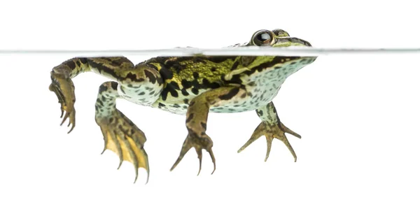Side view of an Edible Frog swimming at the surface of the water — Stock Photo, Image