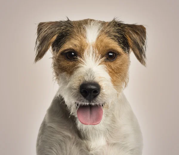 Nahaufnahme eines keuchenden Rossel Terriers, der auf die — Stockfoto