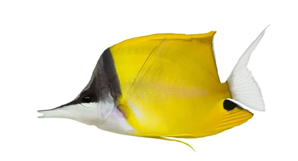 Forcipiger longirostris bir longnose butterflyfish yan görünüm, — Stok fotoğraf
