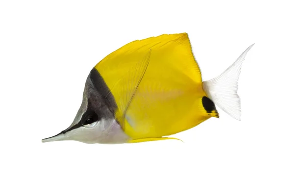 Forcipiger longirostris bir longnose butterflyfish yan görünüm, — Stok fotoğraf