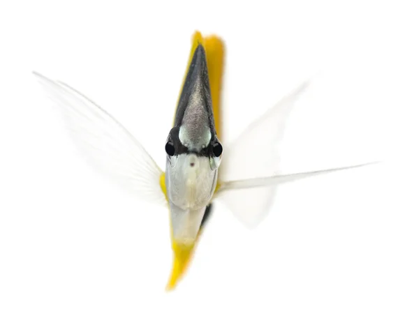 Vista frontale di un Pesce farfalla naso lungo, Forcipiger longirostris , — Foto Stock