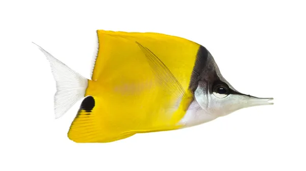 Vista lateral de um Butterflyfish Longnose, Forcipiger longirostris , — Fotografia de Stock