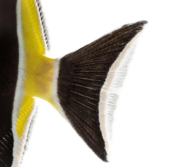 Close-up da barbatana caudal de um Coralfish Penant, Heniochus acuminat — Fotografia de Stock