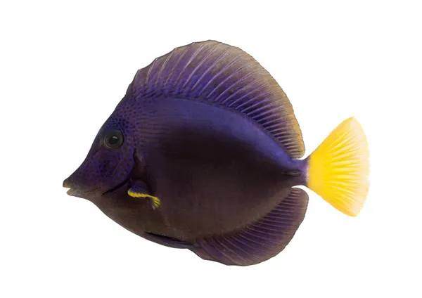 Side view of a Purple tang, Zebrasoma xanthurum, isolated on whi — Stock Photo, Image