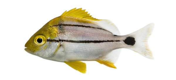 Porkfish anisotremus virginicus 上 whi 孤立的侧视图 — 图库照片