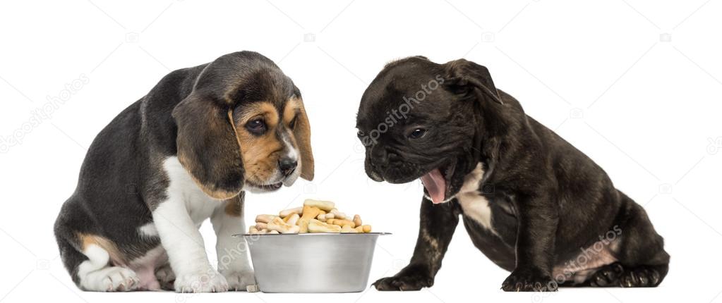 Beagle and Pug puppies sitting in front of a full dog bowl with