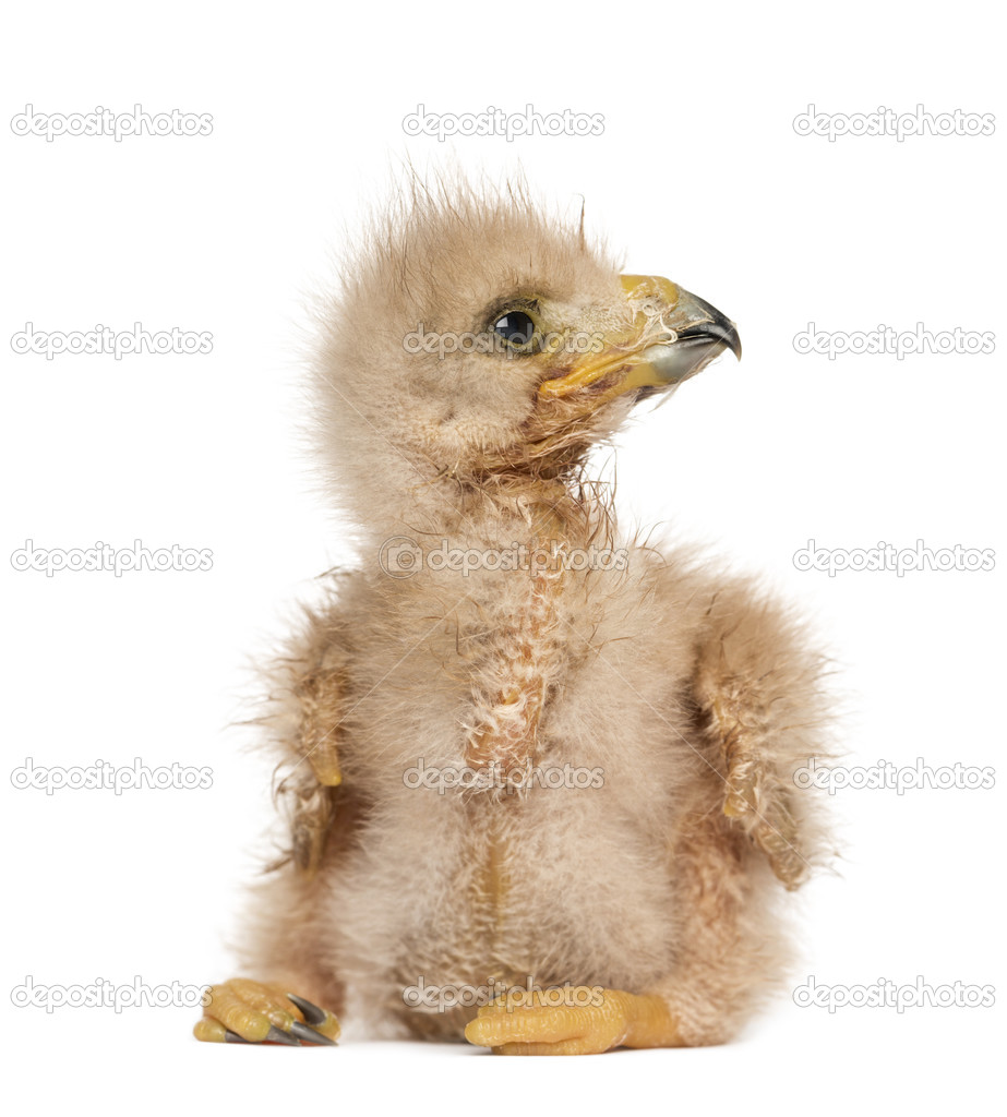 Young Harris's Hawk looking away, 3 days old, isolated on white