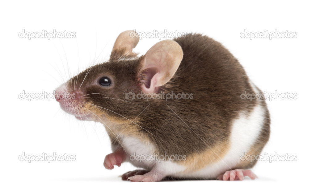 Common house mouse, Mus musculus, isolated on white — Stock Photo