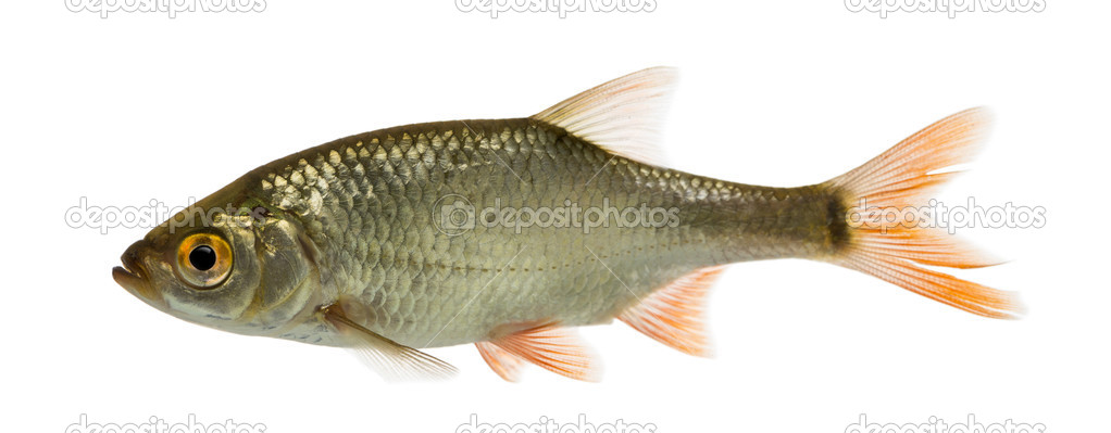 Side view of a Common roach, Rutilus rutilus, isolated on white