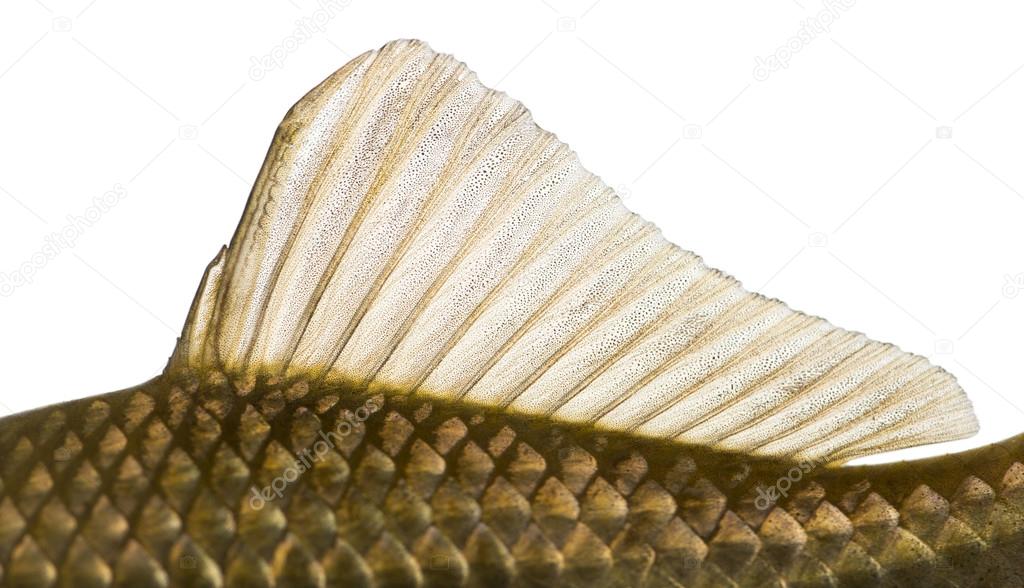 Side view of a Crucian carp's dorsal fin, Carassius carassius, i