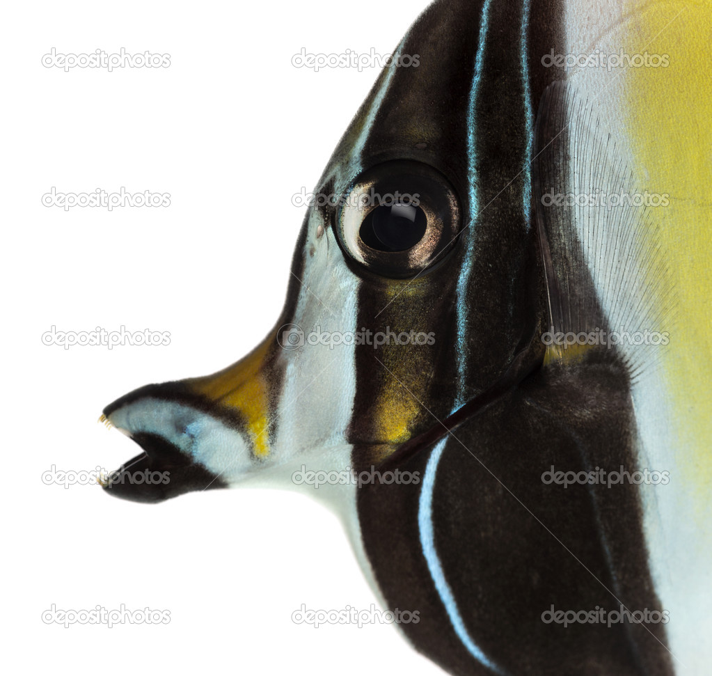 Close-up of a Pennant Coralfish's profile, Heniochus acuminatus,