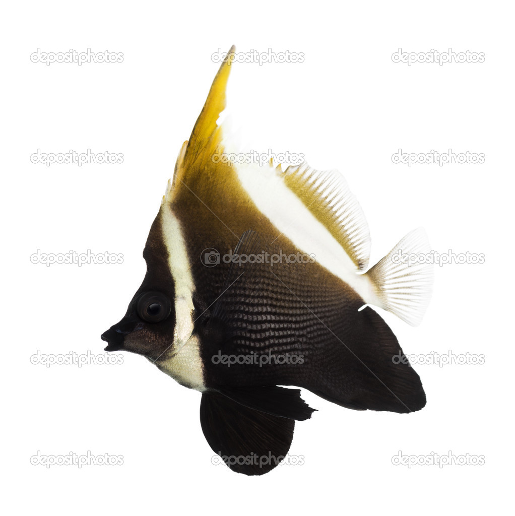 Side view of an Horned Bannerfish, Heniochus varius, isolated on