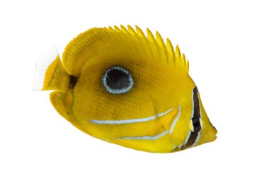 bluelashed butterflyfish, chaetodon bennetti, ISO yan görünüm