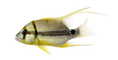 izole sailfin balığı, symphorichthys spilurus, yan görünüm