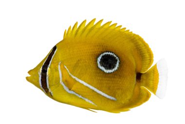 bluelashed butterflyfish, chaetodon bennetti, ISO yan görünüm