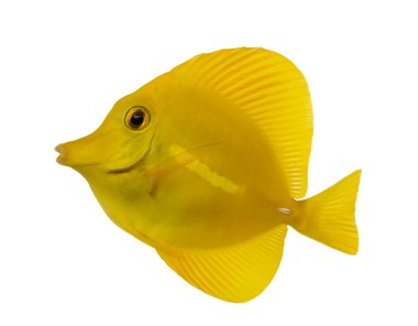 Bir sarı wh izole Tang, Zebrasoma flavescens, yan görünüm