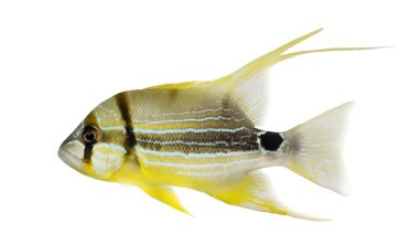 izole sailfin balığı, symphorichthys spilurus, yan görünüm