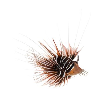 Her bakıldığında ISO yüksek, pterois antennata kadar broadbarred firefish