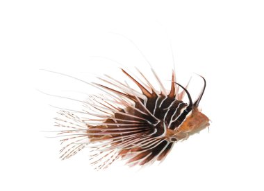 bir broadbarred firefish, pterois antennata, izole yan görünüm