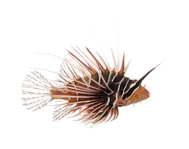 bir broadbarred firefish, pterois antennata, izole yan görünüm
