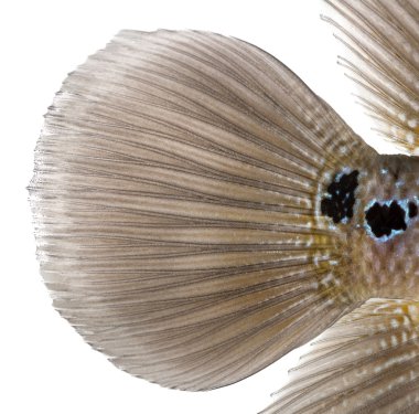 yaşayan efsane 's Kaudal fin, flowerhorn Çiklit, yakın çekim 's
