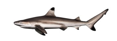 Siyah uçlu resif köpekbalığı, carcharhinus melanopterus, yan görünüm ben