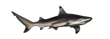 Siyah uçlu resif köpekbalığı, carcharhinus melanopterus, Whit üzerinde izole