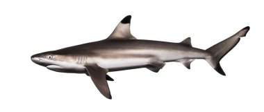 Siyah uçlu resif köpekbalığı, carcharhinus melanopterus, yan görünüm ben