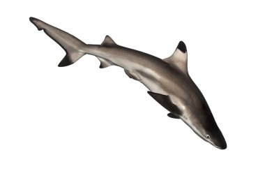 Siyah uçlu resif köpekbalığı, carcharhinus melanopterus, yüzme olduğunu