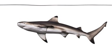 Aşağıdan yüzme su altında görüntülenen Siyah uçlu resif köpekbalığı,