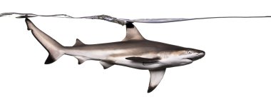 inci yüzeyde Yüzme Siyah uçlu resif köpekbalığı yan görünüm