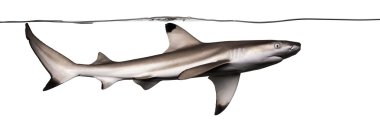 su altında carcharhinus melanopte Yüzme Siyah uçlu resif köpekbalığı