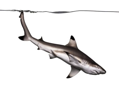 Siyah uçlu resif köpekbalığı, carcharhinus melanopterus, yüzme olduğunu