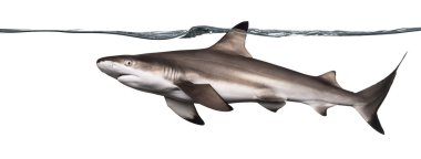 inci yüzeyde Yüzme Siyah uçlu resif köpekbalığı yan görünüm