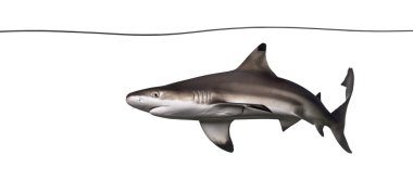 Siyah uçlu resif köpekbalığı altında su hattı, carcharhinus mela Yüzme