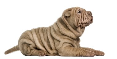 shar pei köpek yavrusu yalan yan görünüm, kurmak, görünümlü izole WHI