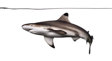 Siyah uçlu resif köpekbalığı altında su hattı, carcharhinus mela Yüzme