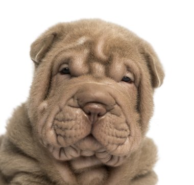 shar pei köpek yavrusu üzerinde izole kamera bakarak yakın çekim 